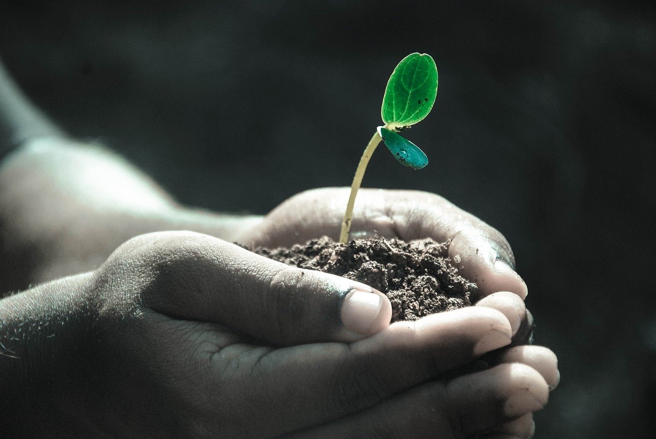 hands, macro, plant-1838658 hands, macro, plant