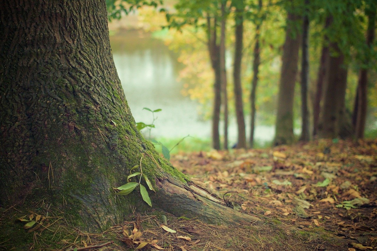 nature, forest, tree
